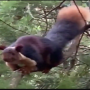 Watch Video: A beautiful giant squirrel leaps and climbs the trees