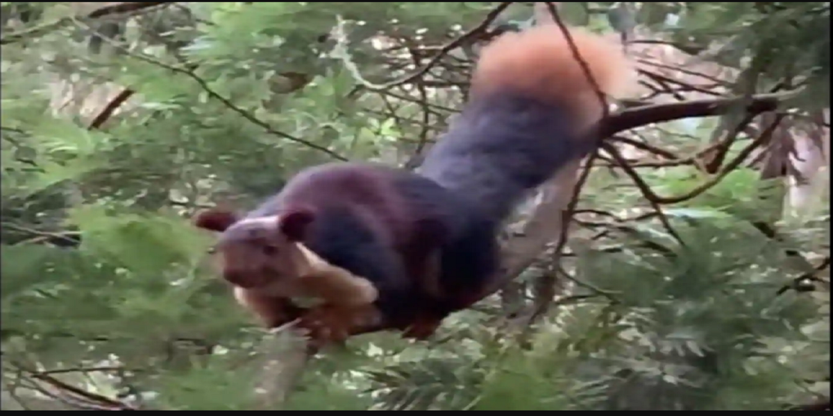 squirrel