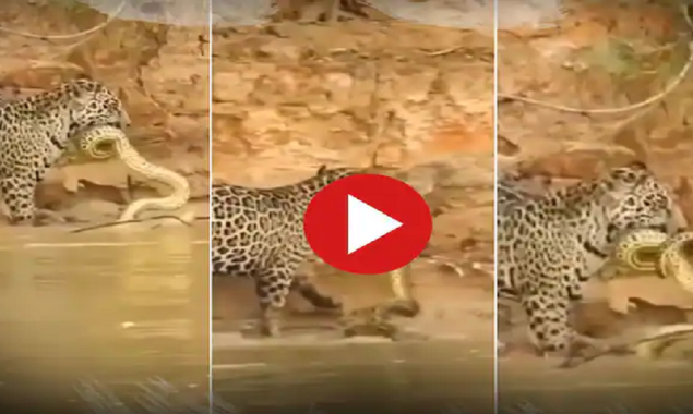 Watch: See what happens when a small Python bites an enraged leopard
