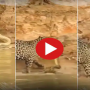 Watch: See what happens when a small Python bites an enraged leopard