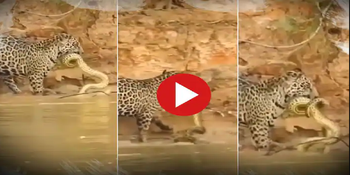 leopard