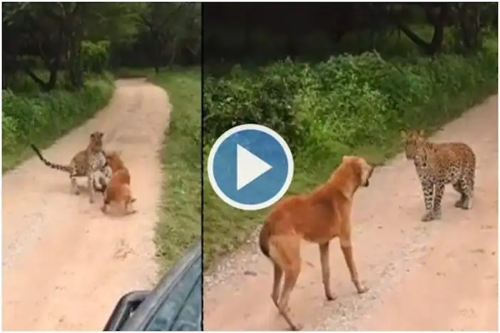 Fearless Dog