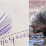 Porcupine or Jhaadu? weird signature of Guwahati official provokes funny memes