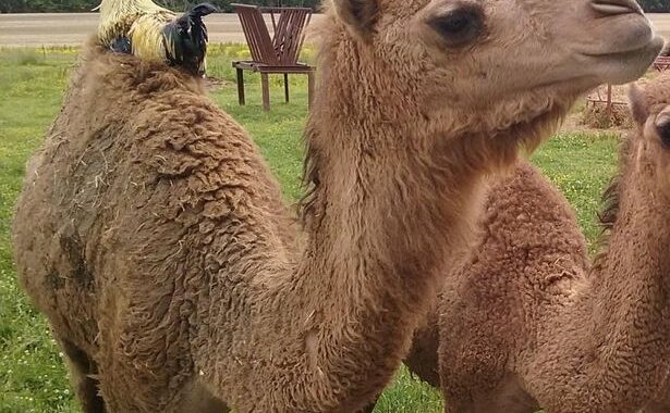 Camel kills two people after breaking free from its zoo