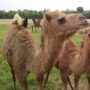 Camel kills two people after breaking free from its zoo