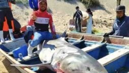 In retaliation for the death of a diver, a fisherman poses with the body of a massive shark