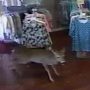 Watch: A deer runs into a clothing boutique in Virginia