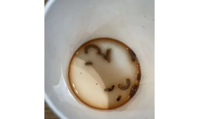 A pregnant woman is horrified after discovering maggots in her soft drink