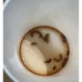 A pregnant woman is horrified after discovering maggots in her soft drink
