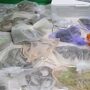 Man arrested for hiding 52 endangered snakes & lizards under his clothes