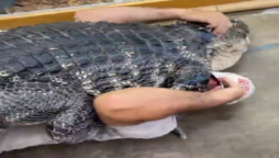 alligator