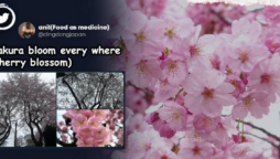 Stunning photos of cherry blossoms bloom in Japan filled up Twitter