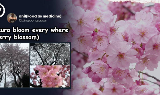 Stunning photos of cherry blossoms bloom in Japan filled up Twitter