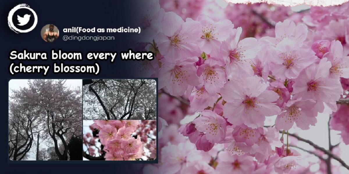cherry blossoms