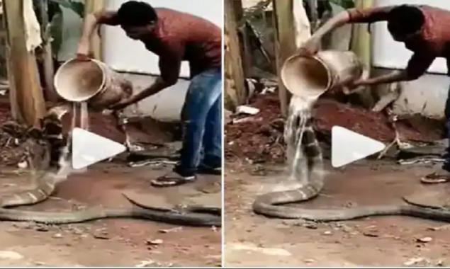 Watch Video: A man gives a bath to king cobra with a bucket of water