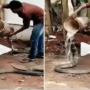Watch Video: A man gives a bath to king cobra with a bucket of water