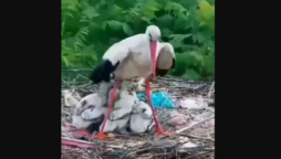 Viral Video: A bird proved that a mother’s love is eternal