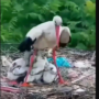 Viral Video: A bird proved that a mother’s love is eternal
