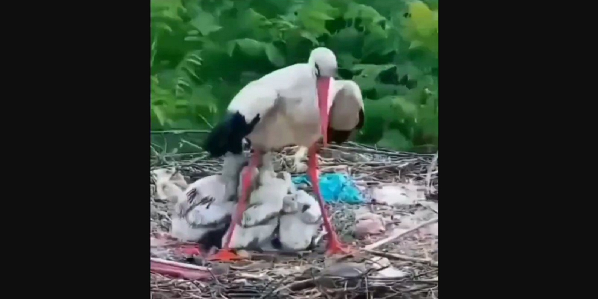 mother's love