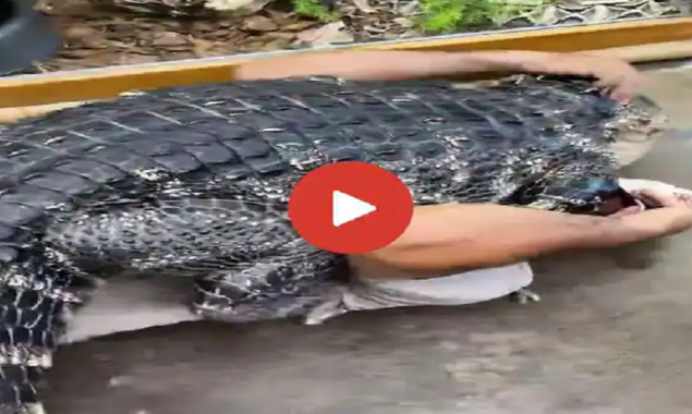 Huge Alligator Jumps on Man and Attempts to Crush Him