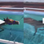 Watch Video: Horse Enjoys a Relaxing Swim in a Pool