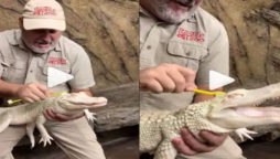 Baby alligator