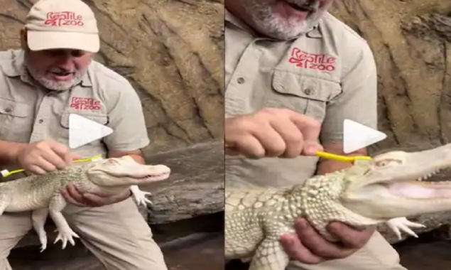 Watch Video: Baby alligator loves getting washed up with a toothbrush