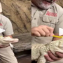 Watch Video: Baby alligator loves getting washed up with a toothbrush