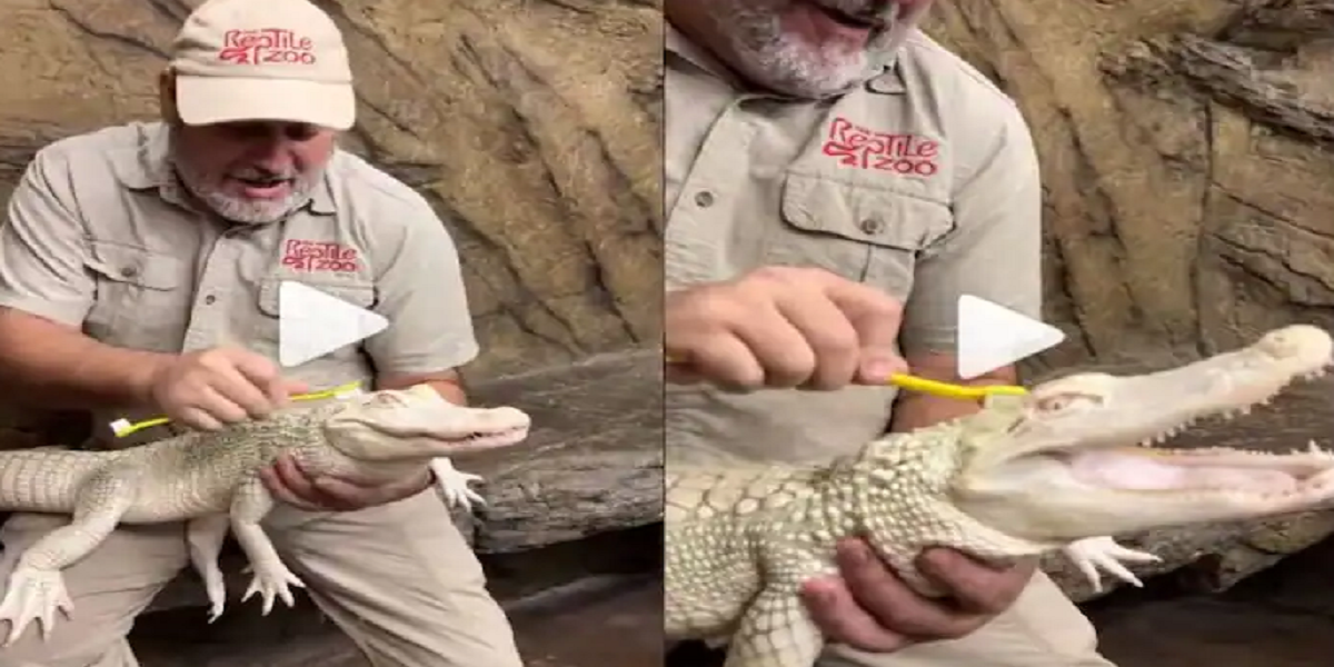 Baby alligator