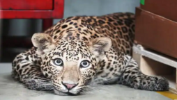 leopard