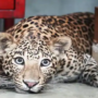 Leopard wanders inside a Mercedes-Benz facility in Pune