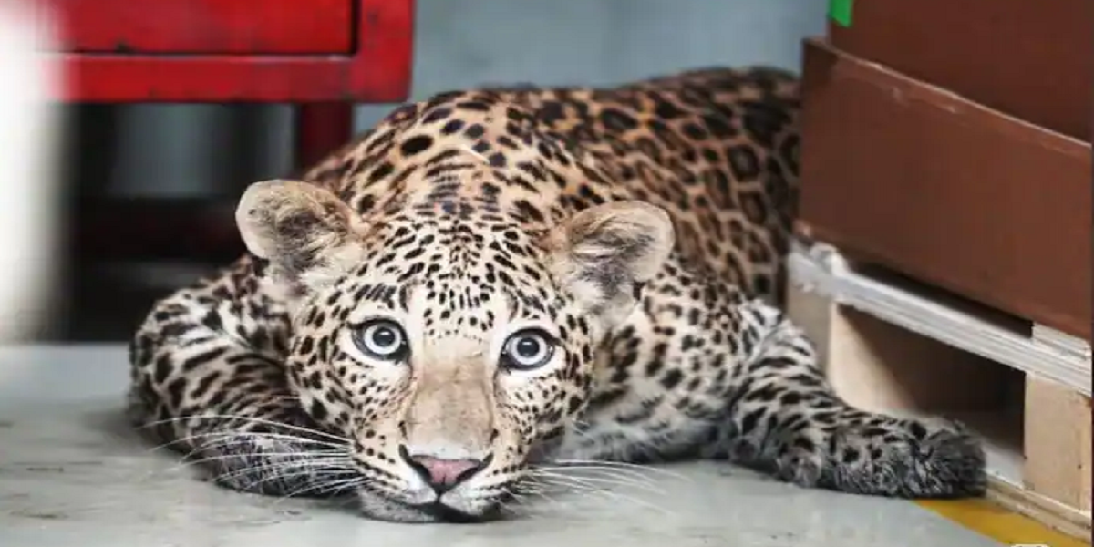 leopard