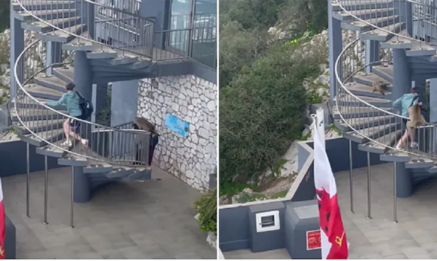 Monkeys attack on woman at a tourist spot and a guy saved her