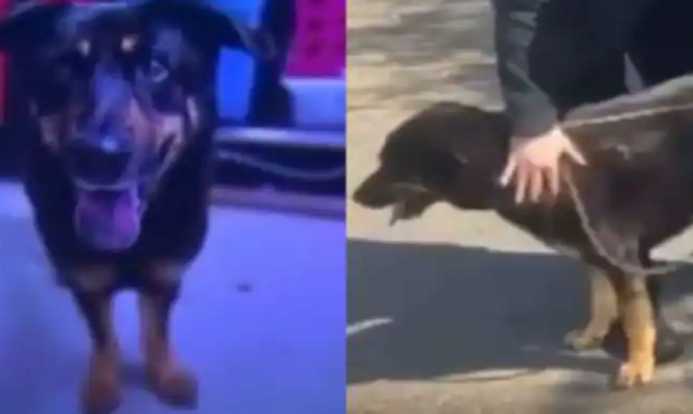 Owner abandoned the dog at the Animal shelter & claimed it as Gay