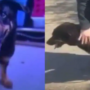 Owner abandoned the dog at the Animal shelter & claimed it as Gay