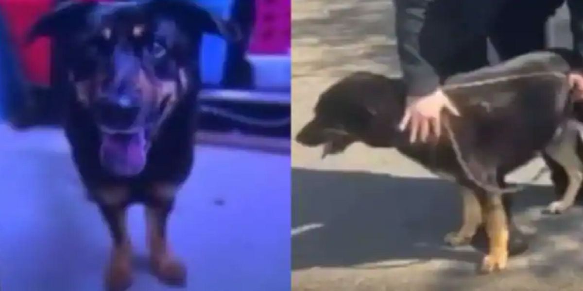 dog