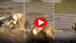 Lions Fight with Crocodiles in a River goes viral