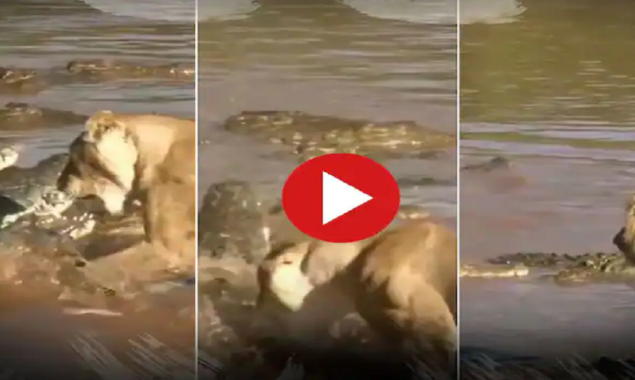Lions Fight with Crocodiles in a River goes viral