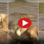 Lions Fight with Crocodiles in a River goes viral