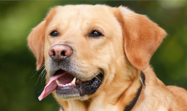 pet dog