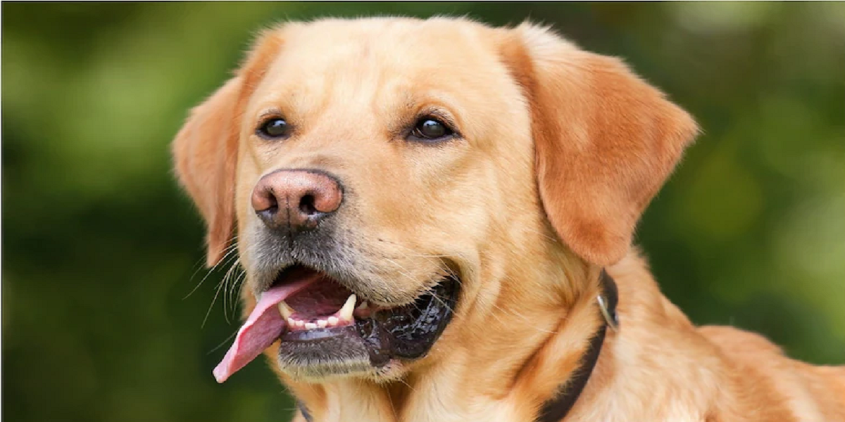 pet dog