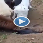 Netizens in Tears: Dogs dig a hole with their mouths to bury a friend