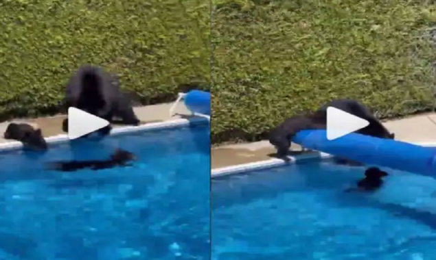 Mama Bear Attempts to take out Naughty Cubs from the pool