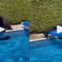 Mama Bear Attempts to take out Naughty Cubs from the pool