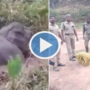 Elephant stuck in the swamp saved by Forest Staff Rescue