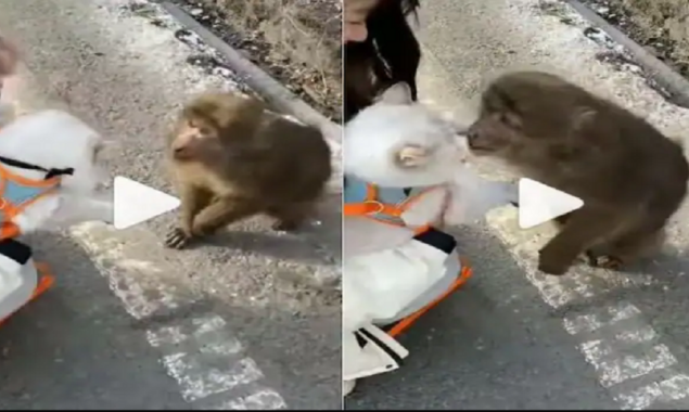 Love at first sight: Monkey tries to kiss cat goes viral