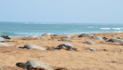 Viral Video: Olive Ridley turtles arriving for mass nesting at Odisha coast is incredible