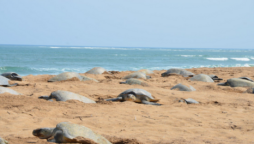 Olive Ridley turtles