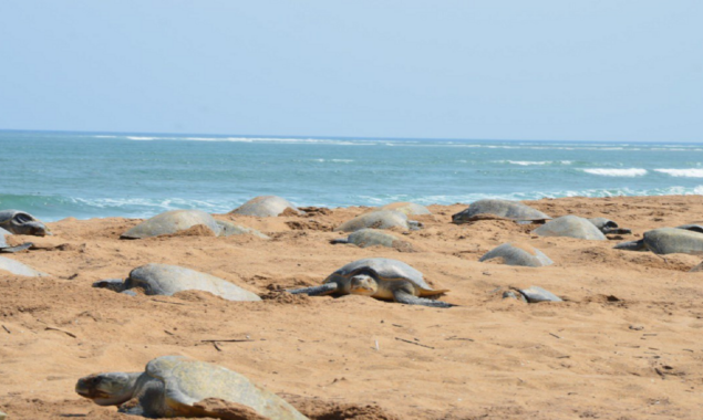 Olive Ridley turtles