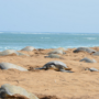 Viral Video: Olive Ridley turtles arriving for mass nesting at Odisha coast is incredible